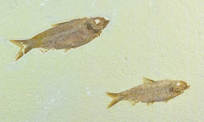 Two Fossil Fish (Knightia) - Green River Formation, Wyoming #122764